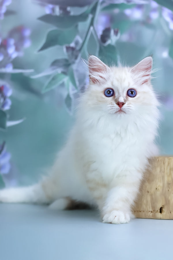 Grace | Siberian Kitten