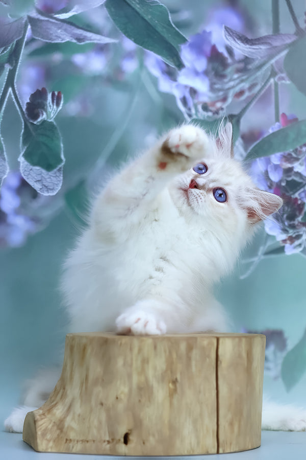 Grace | Siberian Kitten
