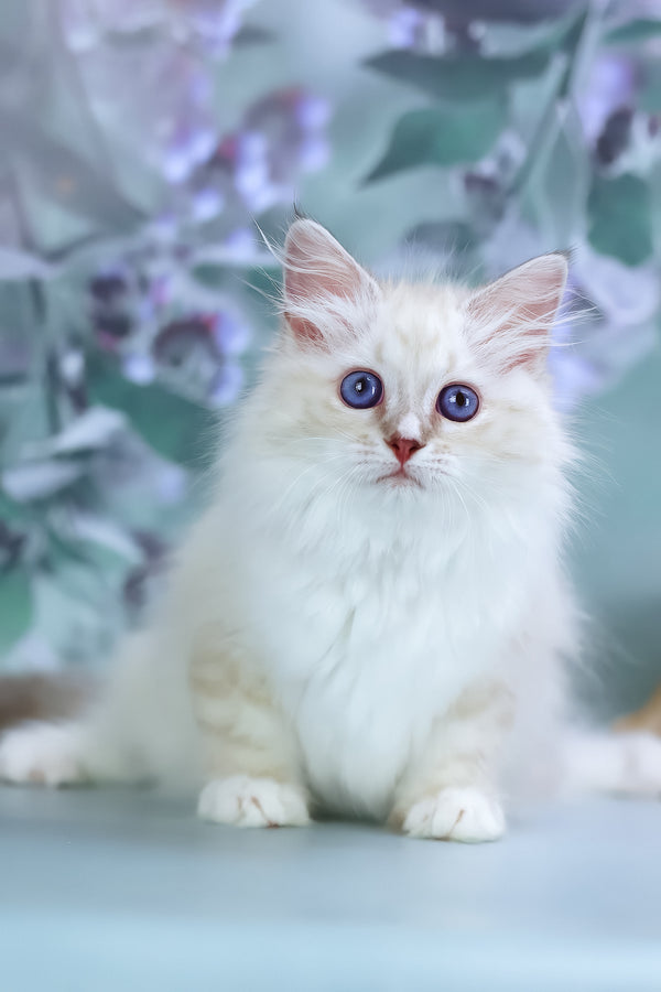 Grace | Siberian Kitten