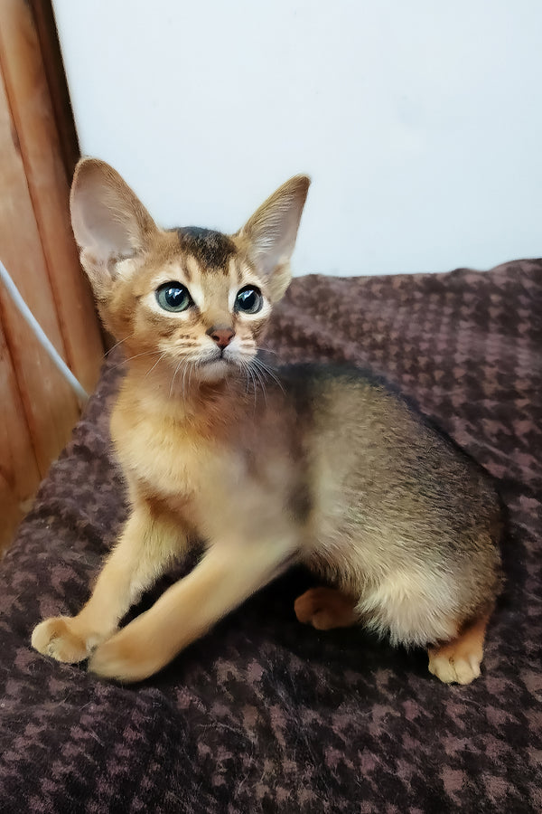 A fluffy abyssinian kitten with a sorrel coat and blue eyes sits on a brown blanket with a comprehensive health guarantee