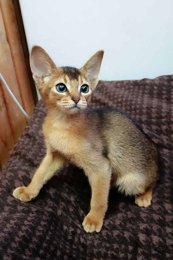 Grace the abyssinian kitten with a fluffy sorrel coat and striking green eyes on a brown blanket with health guarantee