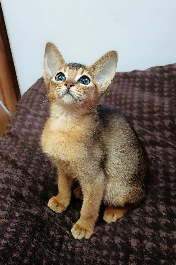 A fluffy abyssinian kitten with striking blue eyes and sorrel coat sits on a patterned blanket with health guarantee