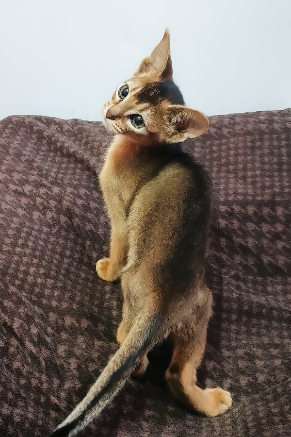 A young abyssinian kitten with a sorrel coat and dark markings standing alert on a brown blanket with a comprehensive health guarantee