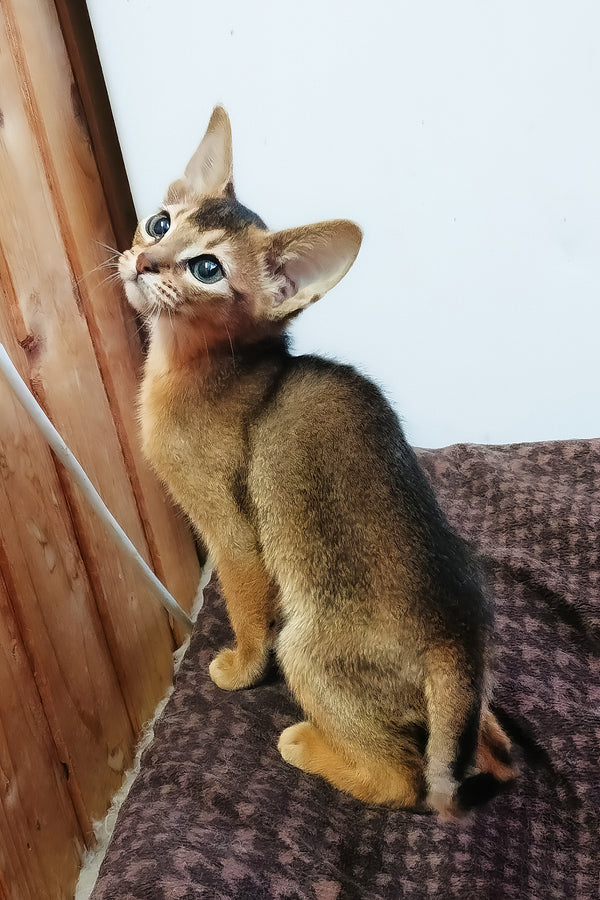 Grace abyssinian kitten with striking blue eyes and sorrel coat sitting on a patterned blanket with health guarantee