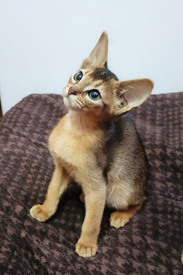 Grace abyssinian kitten with striking blue eyes and rich sorrel coat sits on patterned fabric with comprehensive health guarantee