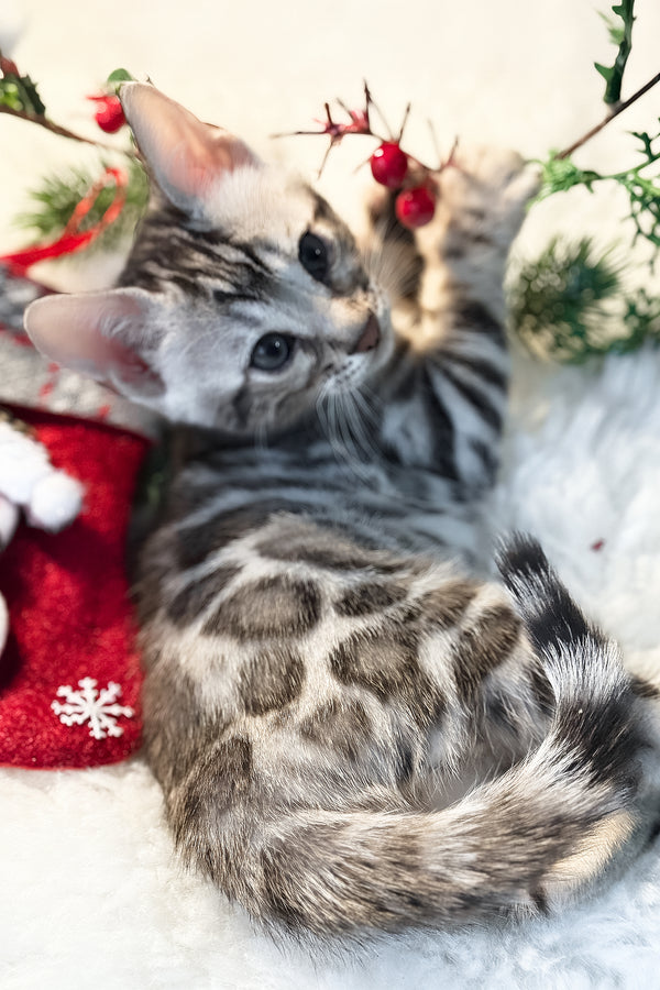 Graf | Bengal Kitten