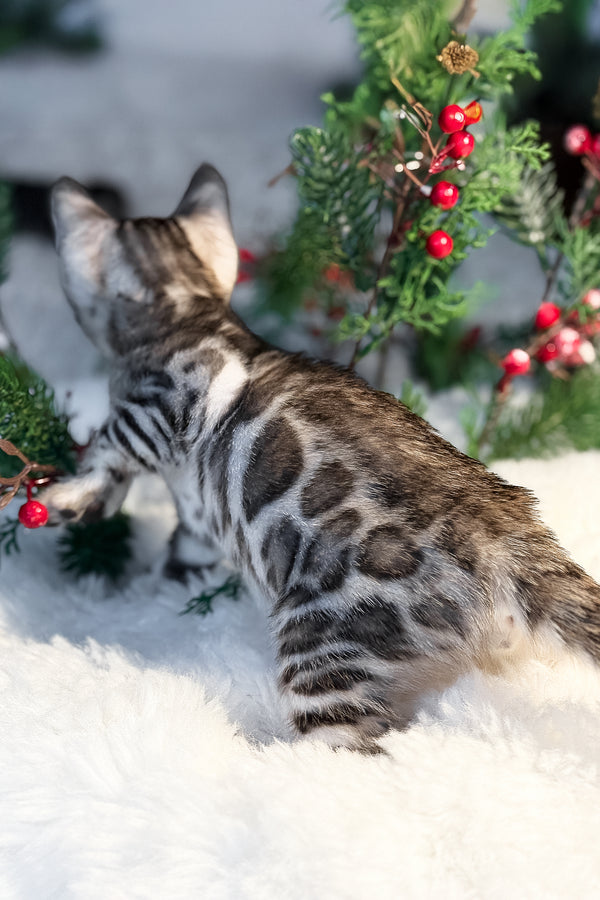 Graf | Bengal Kitten