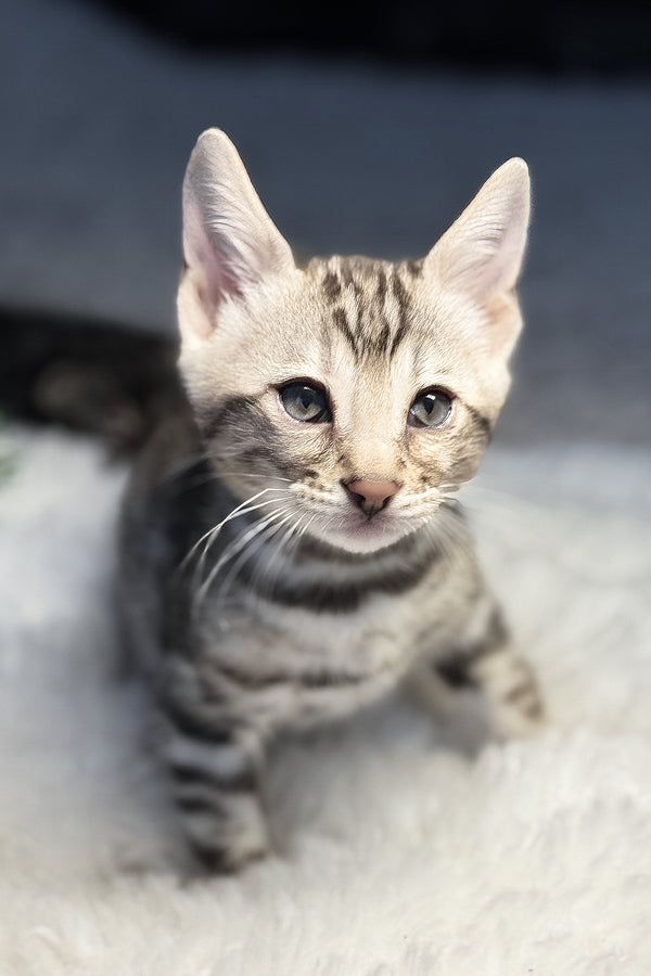 Graf | Bengal Kitten