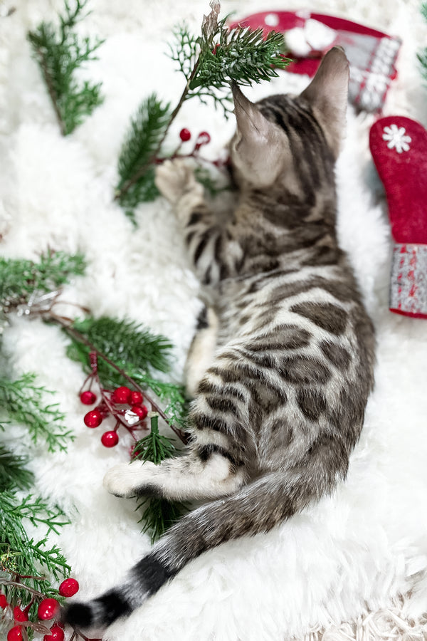 Graf | Bengal Kitten