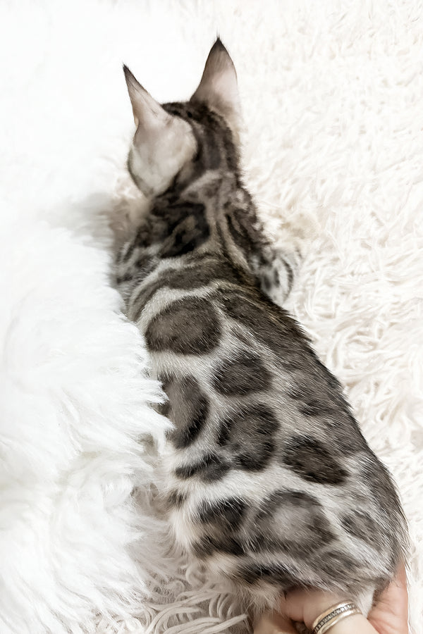 Graf | Bengal Kitten