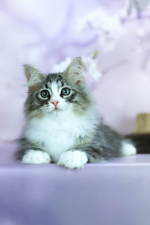 Graf | Siberian Kitten