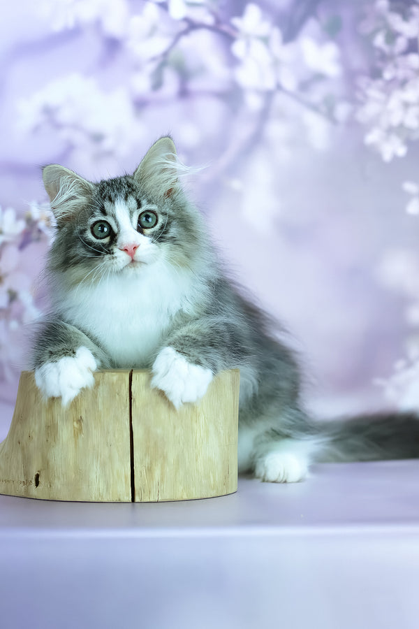Graf | Siberian Kitten
