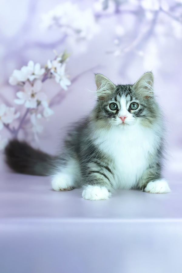 Graf | Siberian Kitten