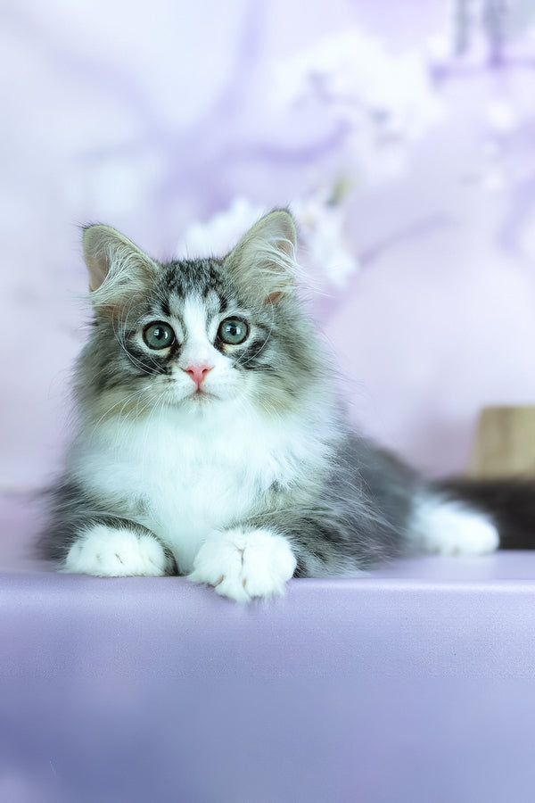 Graf | Siberian Kitten