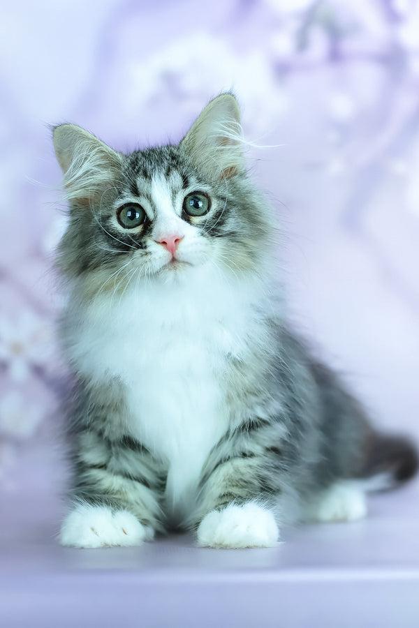 Graf | Siberian Kitten