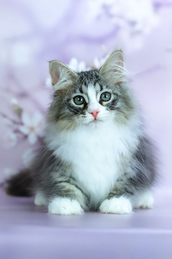 Graf | Siberian Kitten