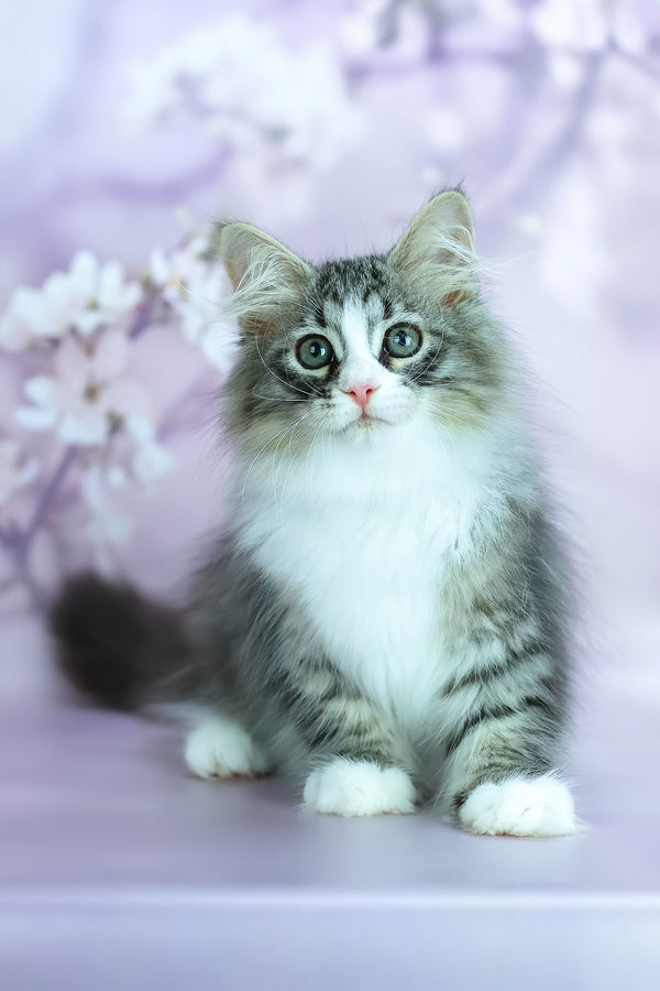 Graf | Siberian Kitten