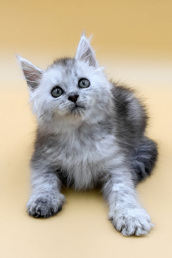 Grafinya | Maine Coon Kitten