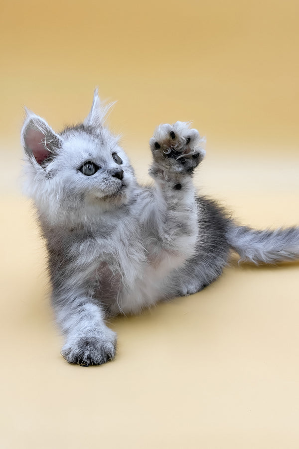 Grafinya | Maine Coon Kitten
