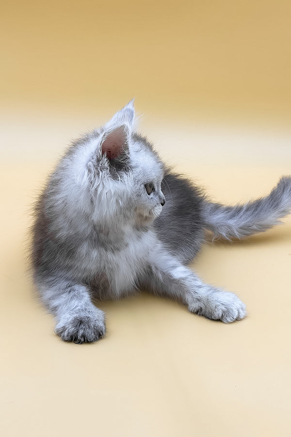 Grafinya | Maine Coon Kitten