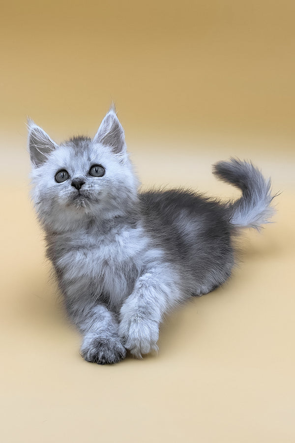 Grafinya | Maine Coon Kitten