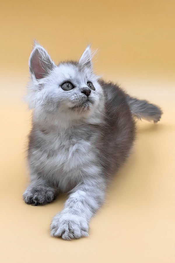 Grafinya | Maine Coon Kitten