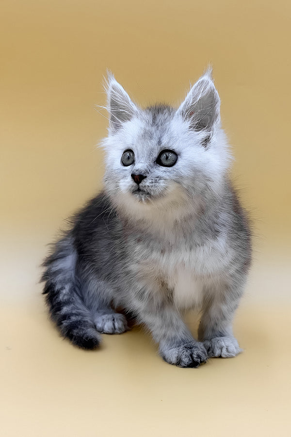 Grafinya | Maine Coon Kitten