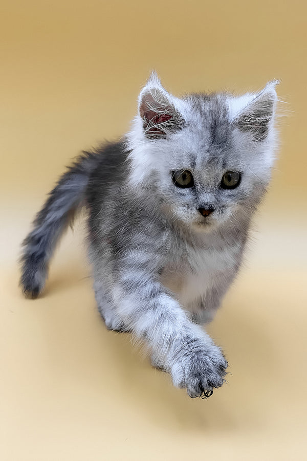 Grafinya | Maine Coon Kitten