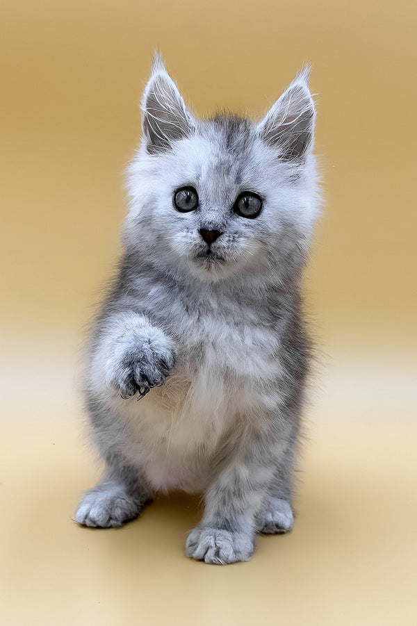 Grafinya | Maine Coon Kitten