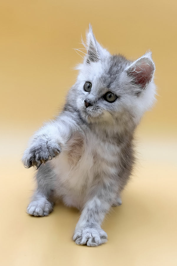 Grafinya | Maine Coon Kitten