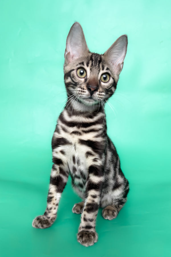 Grafit | Bengal Kitten