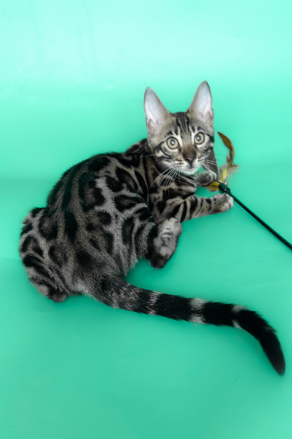 Grafit | Bengal Kitten