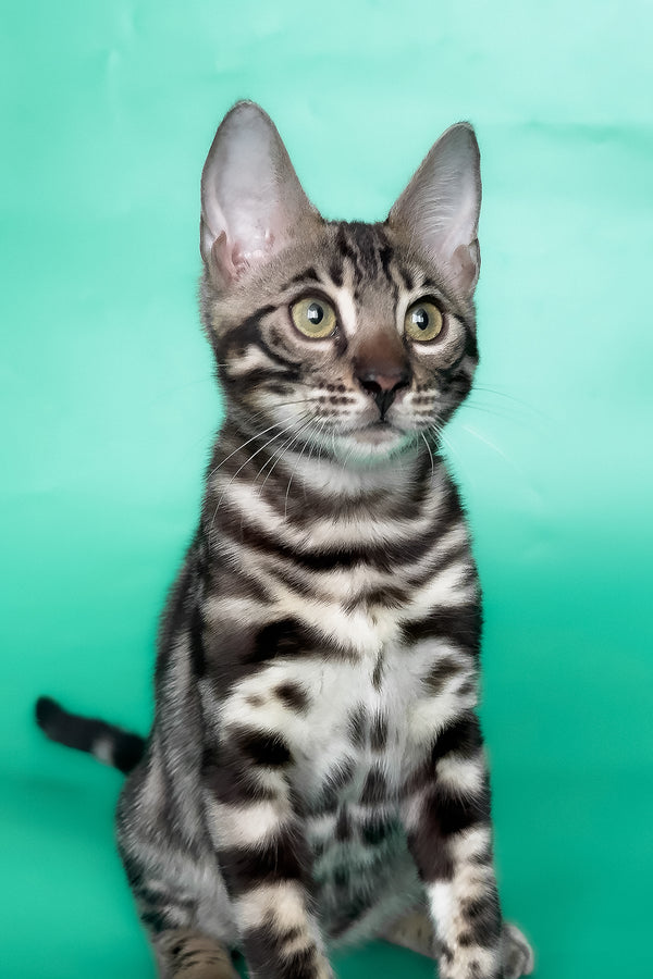Grafit | Bengal Kitten