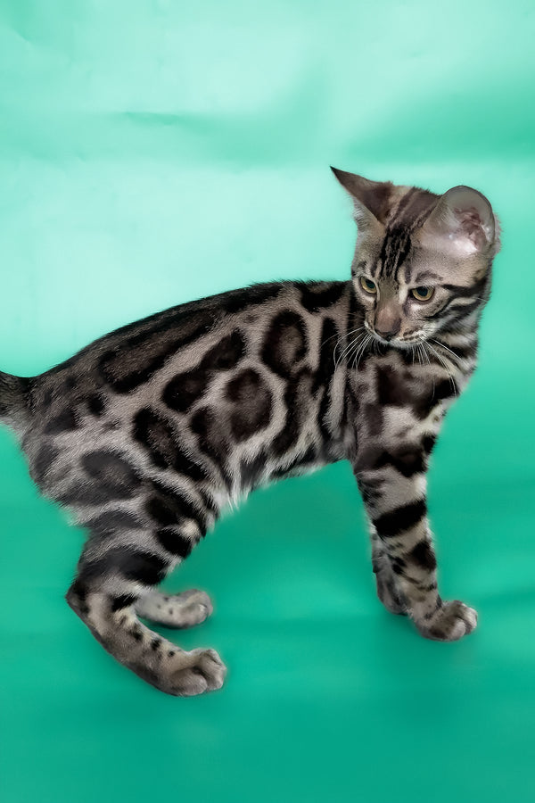Grafit | Bengal Kitten