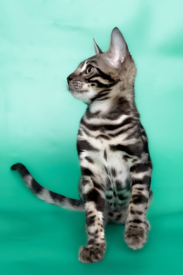 Grafit | Bengal Kitten