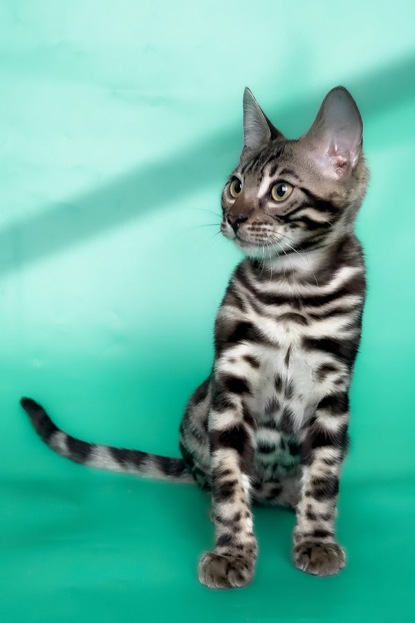 Grafit | Bengal Kitten