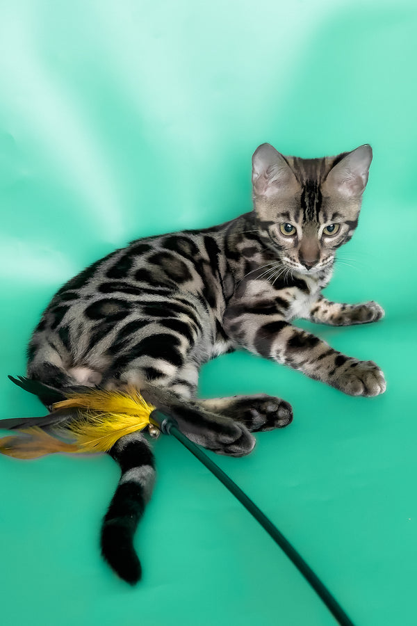 Grafit | Bengal Kitten