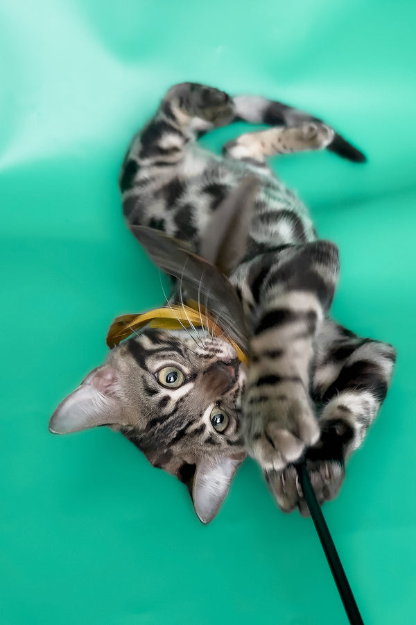 Grafit | Bengal Kitten