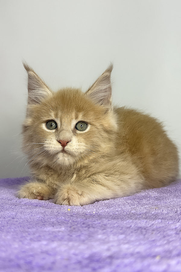 Graham | Maine Coon Kitten
