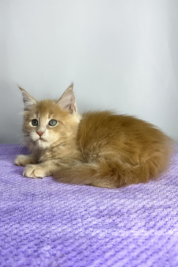 Graham | Maine Coon Kitten