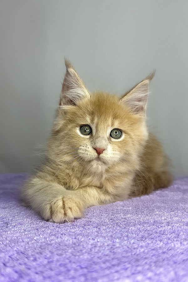 Graham | Maine Coon Kitten