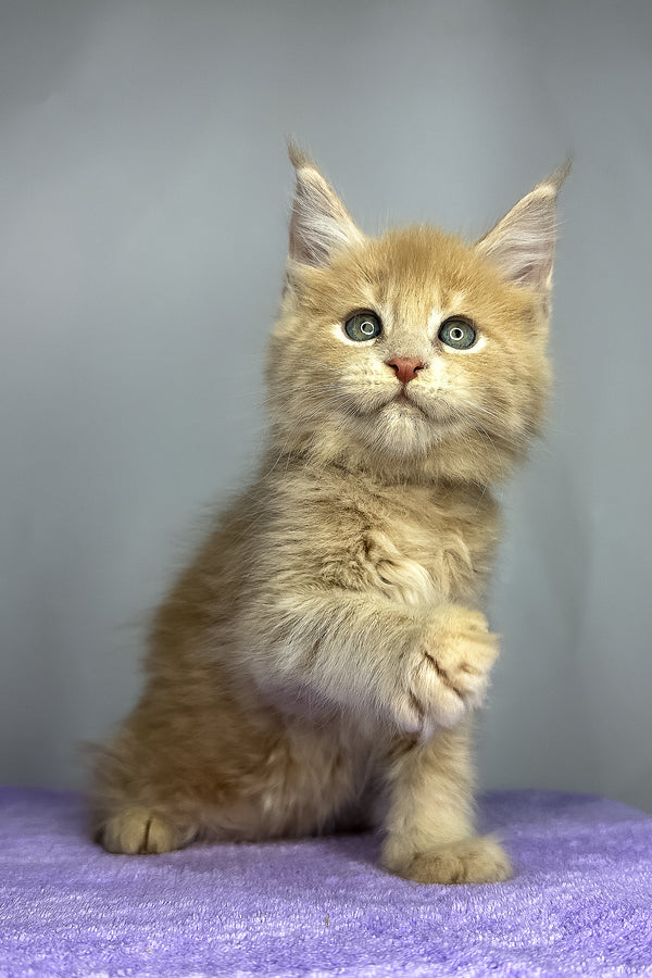 Graham | Maine Coon Kitten