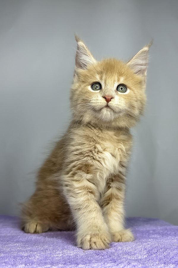 Graham | Maine Coon Kitten