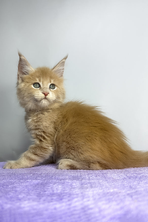Graham | Maine Coon Kitten