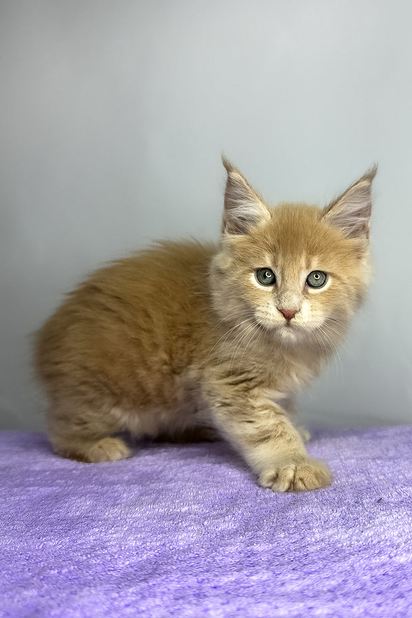 Graham | Maine Coon Kitten