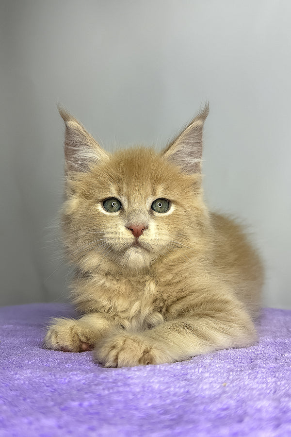 Graham | Maine Coon Kitten