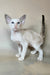 Grand | Oriental Shorthair Kitten