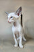 Grand | Oriental Shorthair Kitten