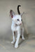 Grand | Oriental Shorthair Kitten