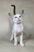 Grand | Oriental Shorthair Kitten
